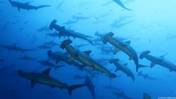 Truk Lagoon Scuba Diving Holiday. Truk Master Liveaboard. Hammerheads.